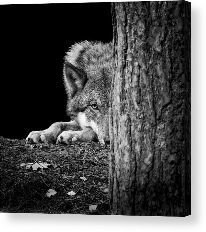 Dark Acrylic Print featuring the photograph I'm Watching You! by Peter Dewever