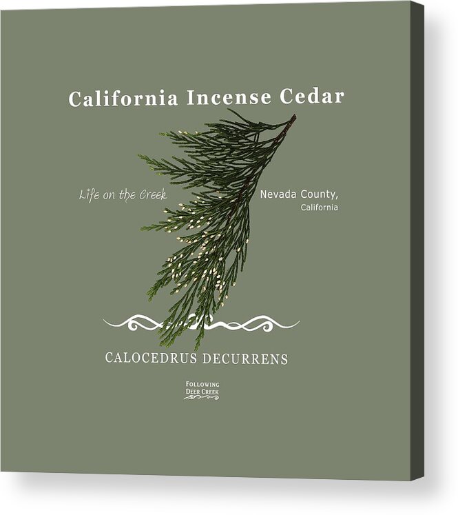 California Incense Cedar Is Native To Western North America. This Art Piece Was Created As Part Of A Blog Post Acrylic Print featuring the digital art Incense Cedar - white text by Lisa Redfern