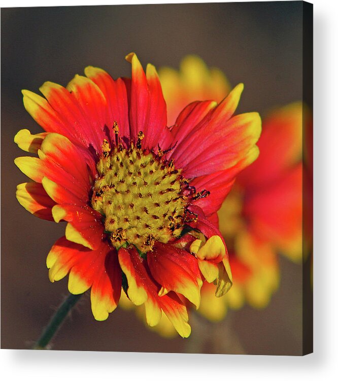 Flower Acrylic Print featuring the photograph Indian Blanket by Michael Allard
