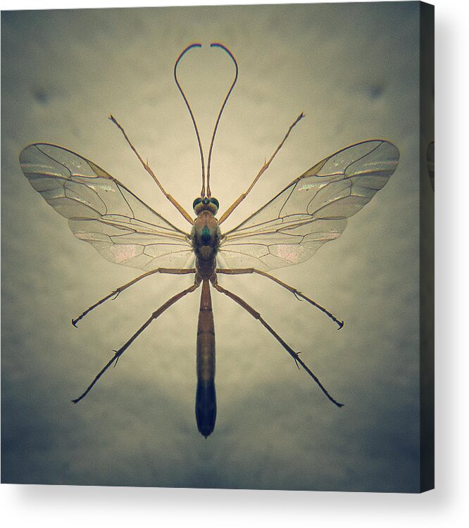 Insect Acrylic Print featuring the photograph Insect Macro by Con Ryan