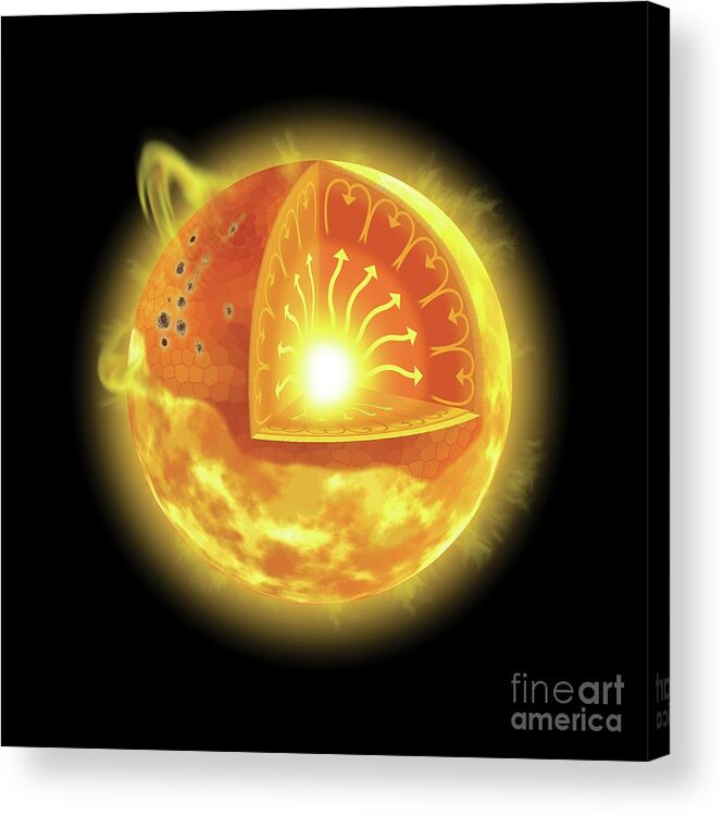 Sun Acrylic Print featuring the photograph Internal And Surface Structure Of The Sun by Tim Brown/science Photo Library