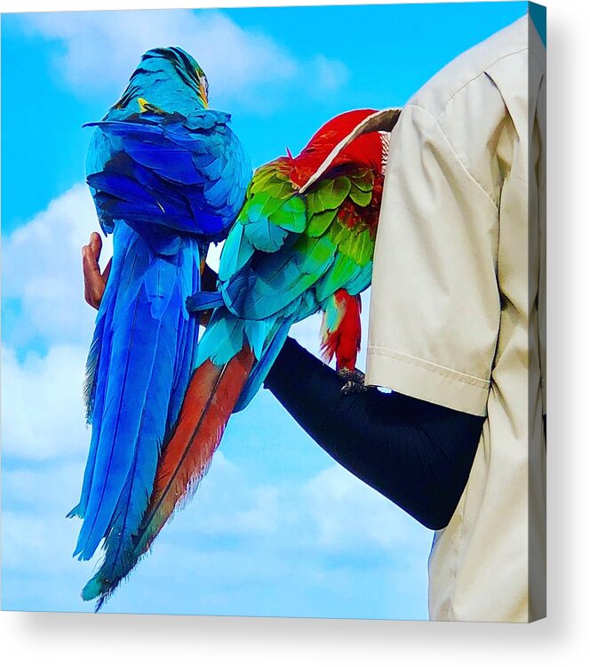  Acrylic Print featuring the digital art Island Birds by Cindy Greenstein