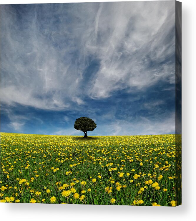 Scenics Acrylic Print featuring the photograph It Dandelion World by Carlos Gotay