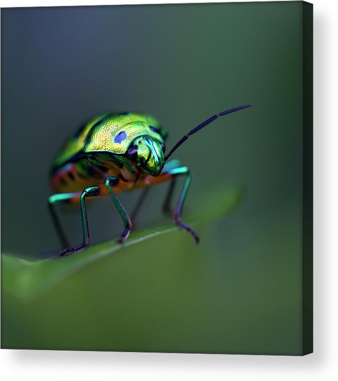 Insect Acrylic Print featuring the photograph Jewel Bug, Auroville, Tamil Nadu, India by Lal