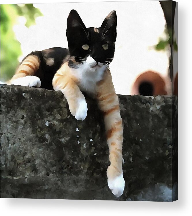 Cat Acrylic Print featuring the painting Just Chillin Tricolor Cat by Taiche Acrylic Art