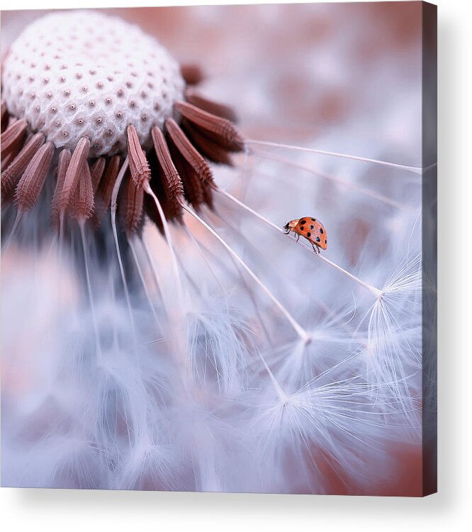 Ladybug Acrylic Print featuring the photograph Ladybug On The Mushrooms by Edy Pamungkas