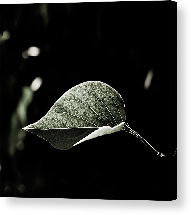 Mid-air Acrylic Print featuring the photograph Leaf by Enjoy It!