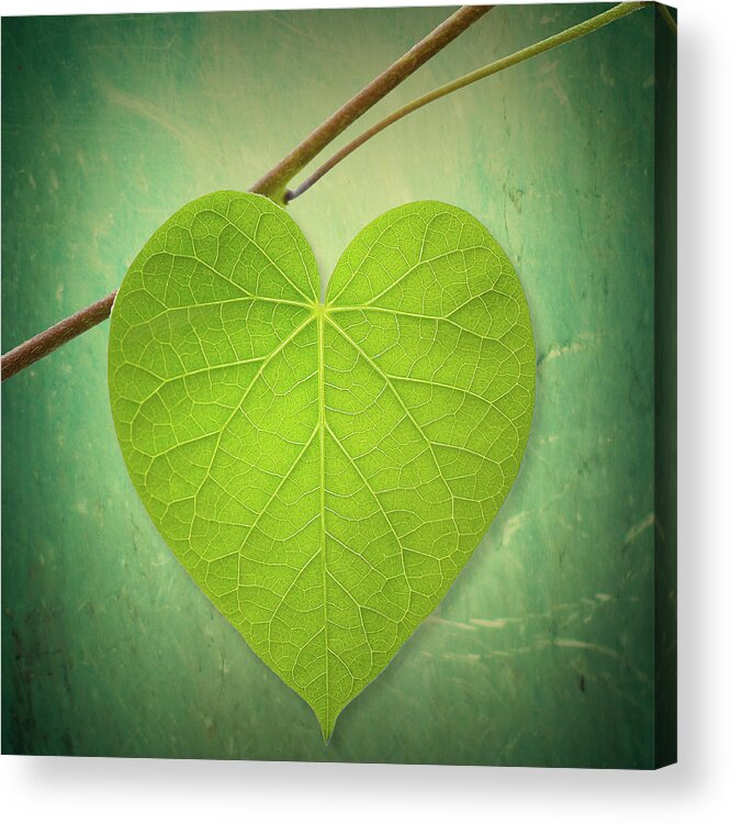 Outdoors Acrylic Print featuring the photograph Leaf Green Heart Shaped by Philippe Sainte-laudy Photography