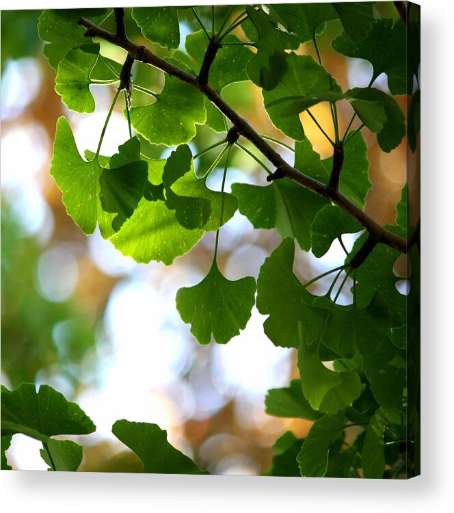 Ginkgo Tree Acrylic Print featuring the photograph Leaves On A Ginko Tree by Christopher Biggs