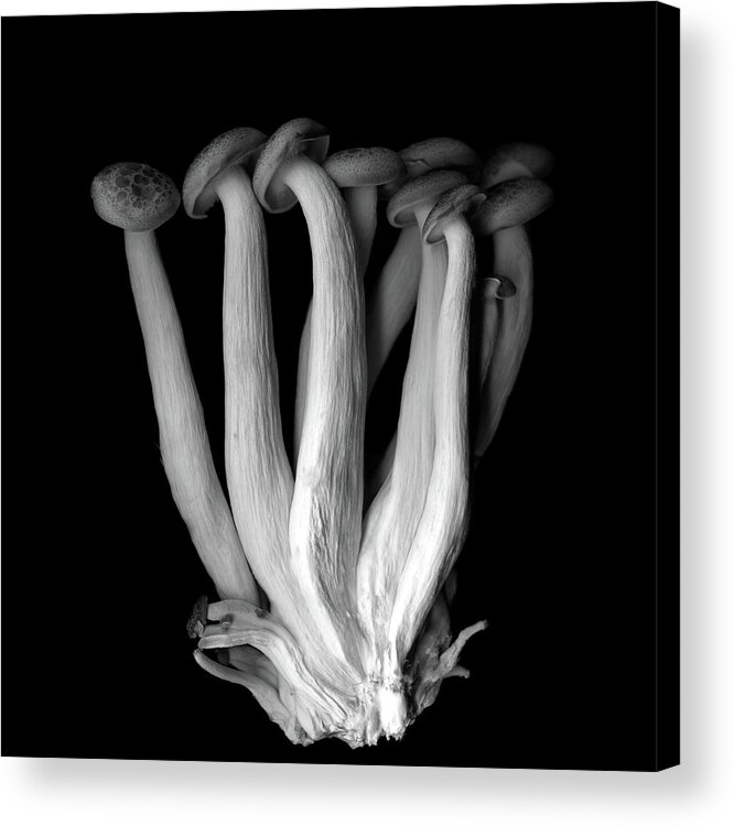Edible Mushroom Acrylic Print featuring the photograph Les Pleureuses En Deuil B&w by Photograph By Magda Indigo