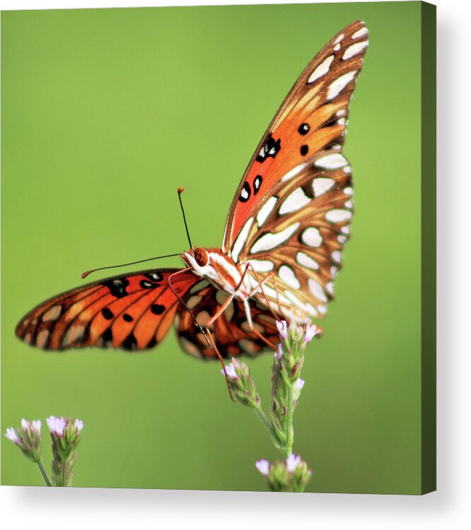 Butterfly Acrylic Print featuring the photograph Life in Balance by Michael Allard