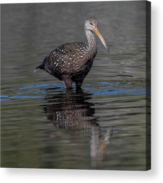 Limpkin Acrylic Print featuring the photograph Limpkin by Ken Stampfer