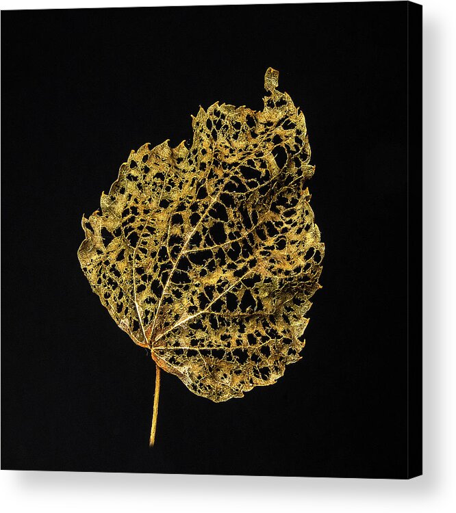 Leaf Acrylic Print featuring the photograph Linden Leaf Two by Ira Marcus