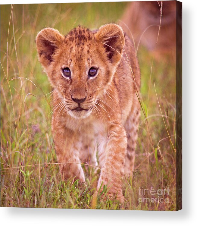 Scenics Acrylic Print featuring the photograph Lion Cub by Wldavies
