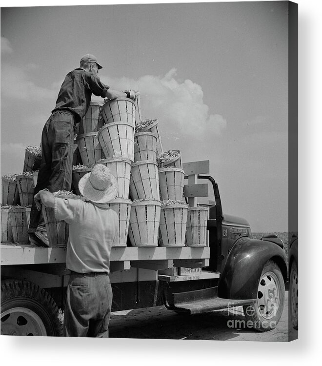 Wagon Acrylic Print featuring the photograph Loading Truck With Beans by Marion Post Wolcott