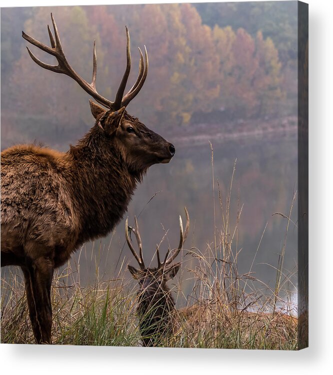 Lone Elk Park Acrylic Print featuring the photograph Long Live the King by Holly Ross
