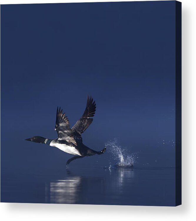 Common Acrylic Print featuring the photograph Loon Flight - Common Loon by Jim Cumming