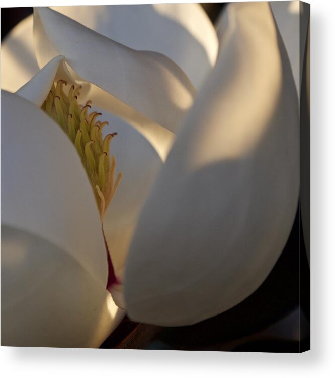 White Acrylic Print featuring the photograph Lovely White Magnolia by L Bosco