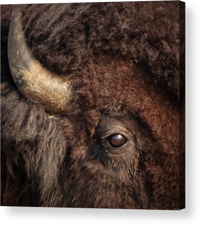 Bison Acrylic Print featuring the photograph Majestic by Stephanie Becker