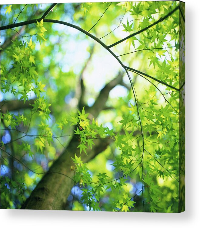 Tranquility Acrylic Print featuring the photograph Maple Tree by Cocoaloco