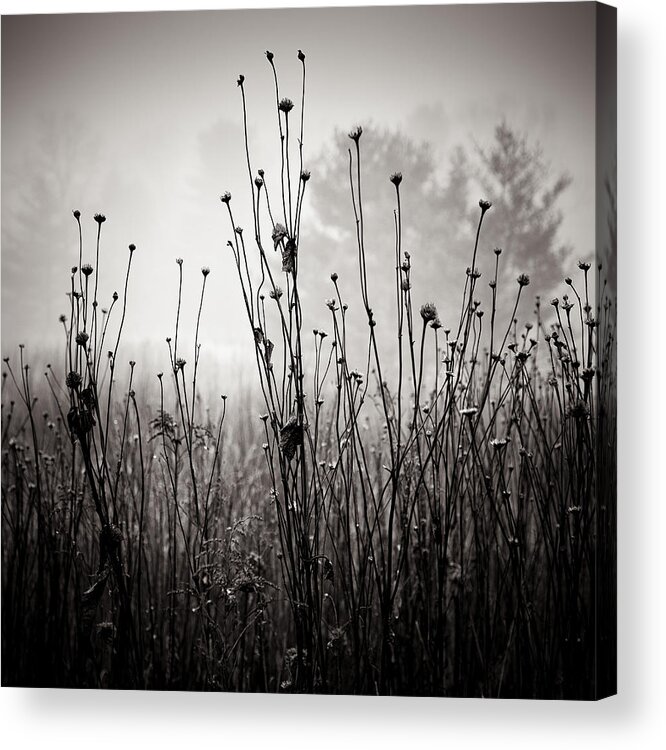 Landscape Acrylic Print featuring the photograph Meadow Plants 1 by Louis Wallach