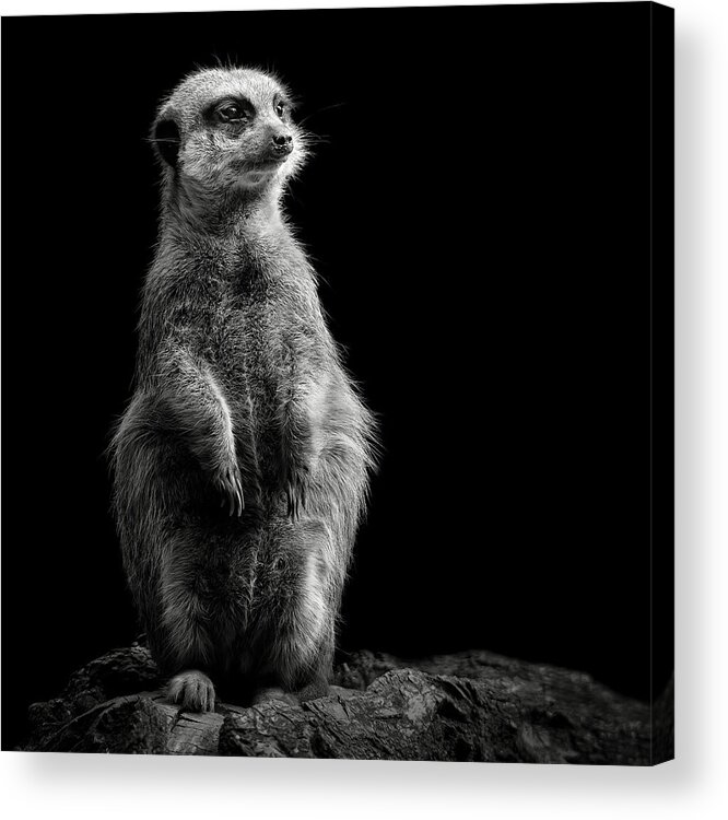 Animal Acrylic Print featuring the photograph Meerkat by Christian Meermann
