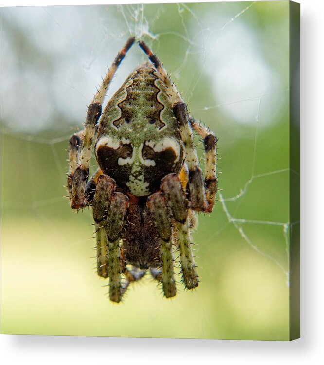 Spider Acrylic Print featuring the photograph Mister Spider Is Waiting for You by Ivars Vilums