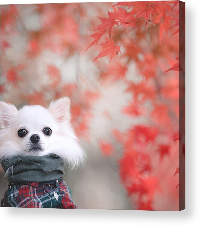 Dog Acrylic Print featuring the photograph Momijigari by Lienjp