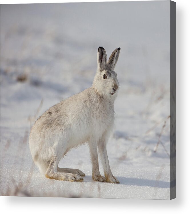 Mountain Acrylic Print featuring the photograph Mountain Hare Sits In Snow by Pete Walkden