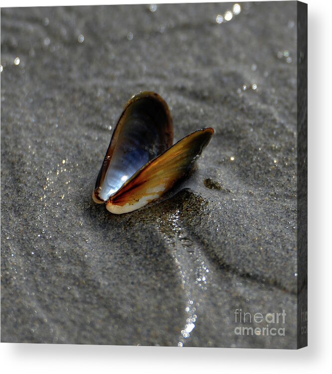 Denise Bruchman Photography Acrylic Print featuring the photograph Muscle Shell Heart by Denise Bruchman
