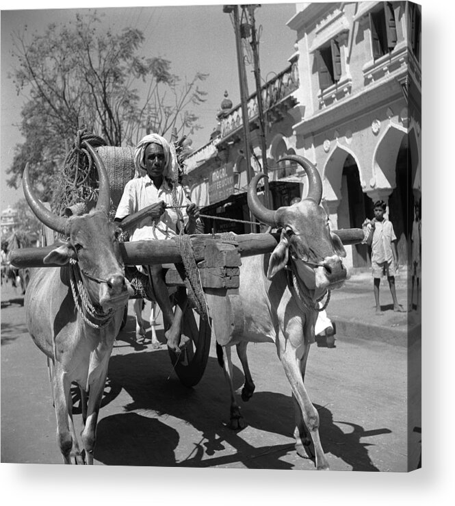 1950-1959 Acrylic Print featuring the photograph Mysore Oxen by Three Lions