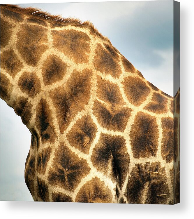 Animal Themes Acrylic Print featuring the photograph Namibia - Giraffe In Etosha Park by Ibon Cano Sanz