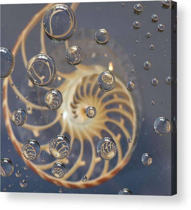 Nautilus Shell Acrylic Print featuring the photograph Nautilus Shell by Minnie Gallman