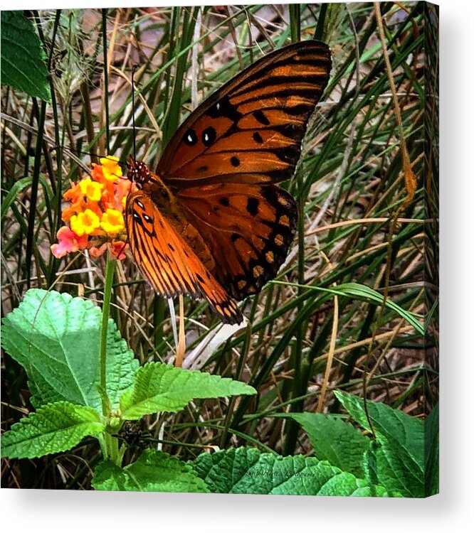 Butterflies Acrylic Print featuring the photograph New Life by Elizabeth Harllee