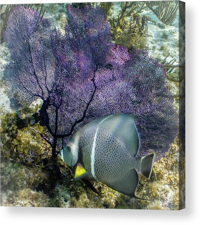 Ocean Acrylic Print featuring the photograph No Gray Skies Here by Lynne Browne