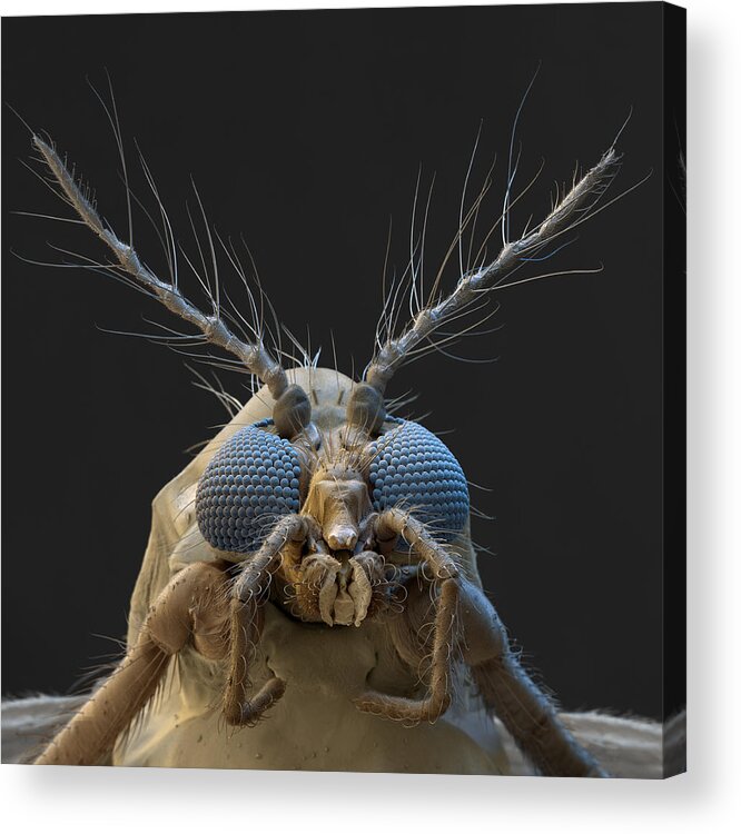 Animal Acrylic Print featuring the photograph Nonbiting Midge, Chironomidae Sp., Sem by Meckes/ottawa