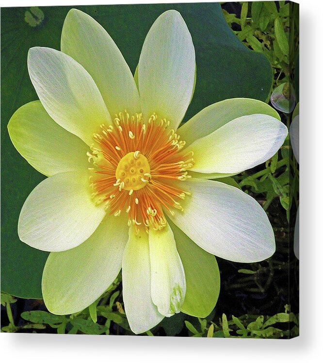 Lotus Acrylic Print featuring the photograph Open Wide by Michael Allard