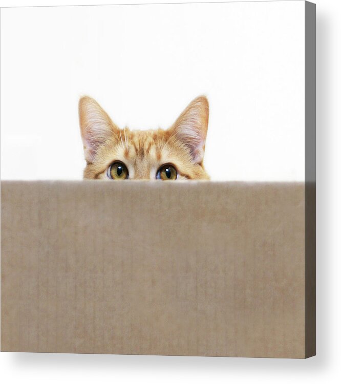 Pets Acrylic Print featuring the photograph Orange Cat Peeping Out From Cardboard by Kevin Steele