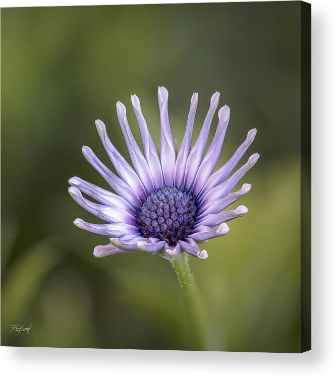 Daisy Acrylic Print featuring the photograph Osteospermum by Fred J Lord