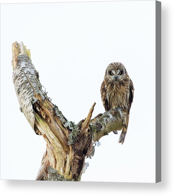 Eide Road Acrylic Print featuring the photograph Owl on Tree Stump by Briand Sanderson