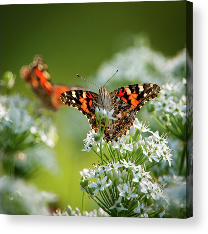 Painted Lady Acrylic Print featuring the photograph Painted Ladies by Jeff Phillippi