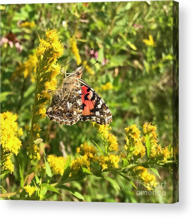Painted Lady Acrylic Print featuring the photograph Painted Lady and Goldenrod 5 by Amy E Fraser