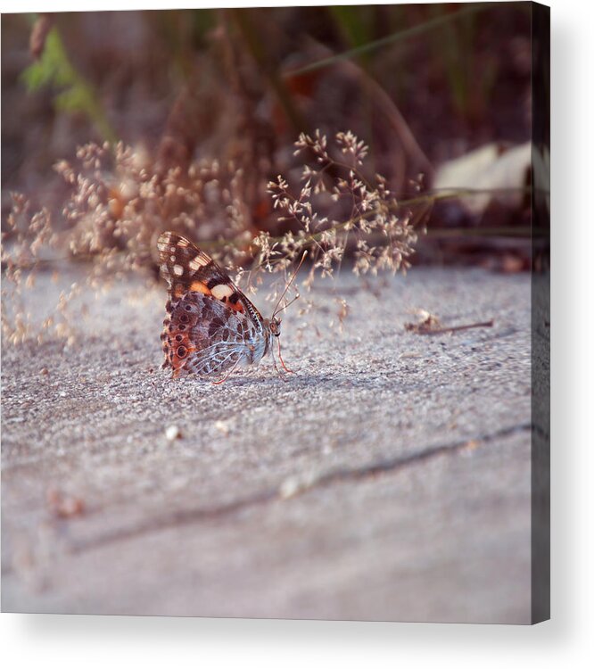 Painted-lady Acrylic Print featuring the photograph Painted Lady - Vanessa Cardui by Jaroslav Buna