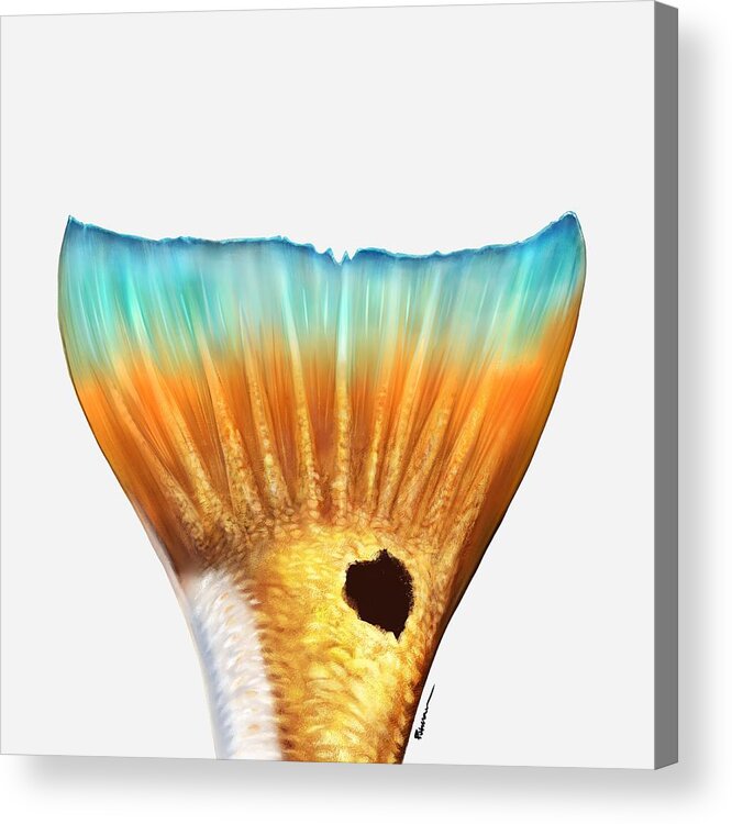 Redfish Acrylic Print featuring the digital art Painters Tail by Kevin Putman