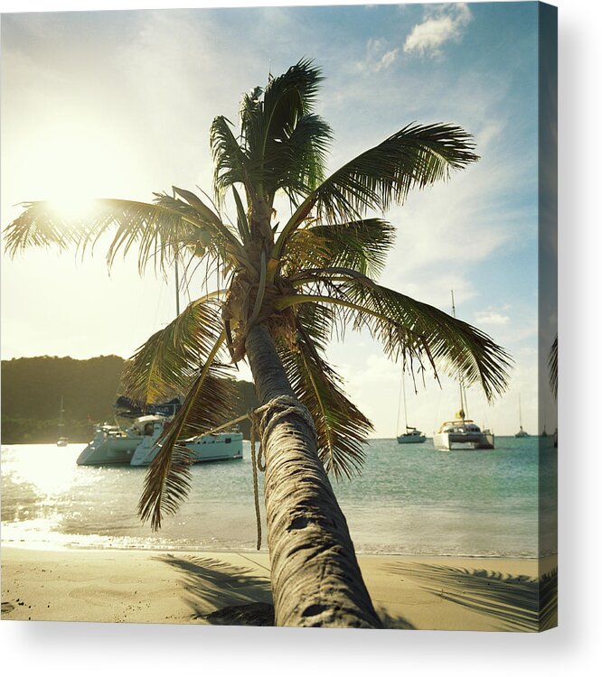 Water's Edge Acrylic Print featuring the photograph Palm Tree On Beach And Sailboats Moored by Bernhard Lang