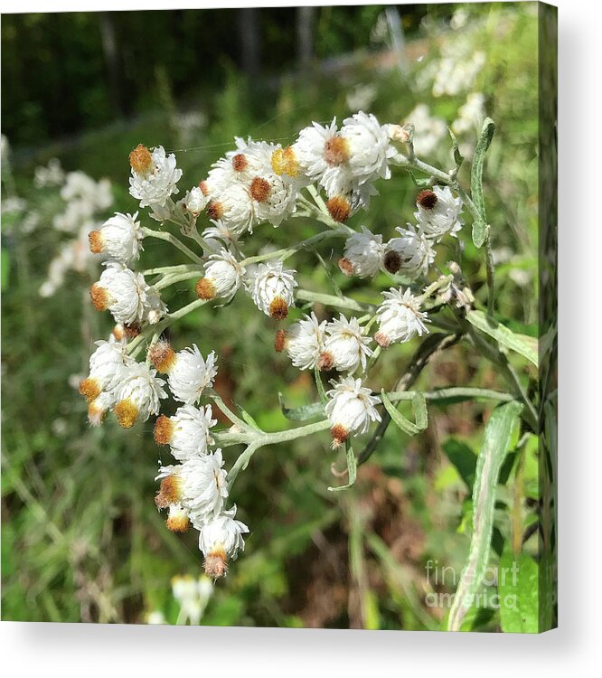 Pearly Everlasting Acrylic Print featuring the photograph Pearly Everlasting 2 by Amy E Fraser