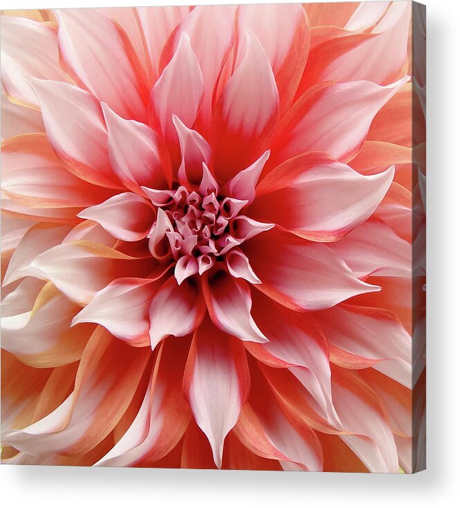 Andhra Pradesh Acrylic Print featuring the photograph Petals by Kranthi