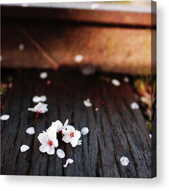 Rail Transportation Acrylic Print featuring the photograph Petals Of Sakura by Sunnywinds