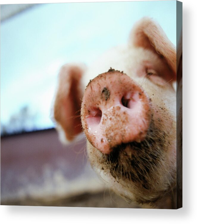 Pig Acrylic Print featuring the photograph Pig by Matt Carr