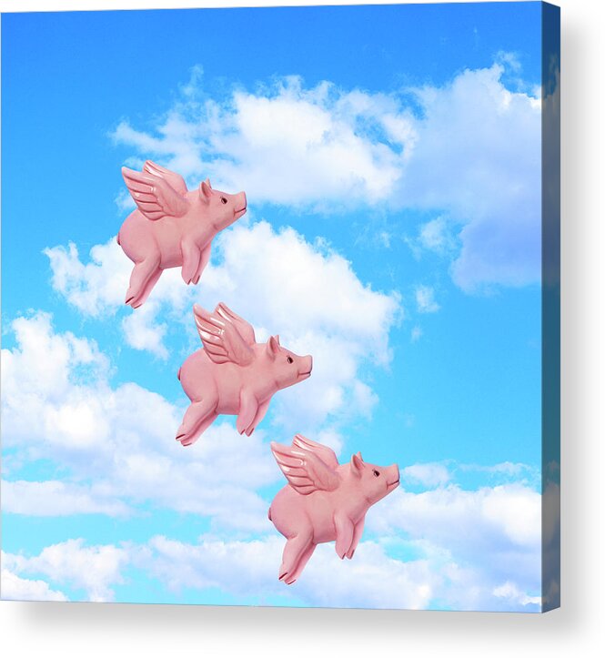 Disbelief Acrylic Print featuring the photograph Pigs Might Fly by Peter Dazeley